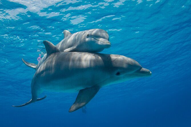 2-Hour Dolphin Sunset Tour from Giardini Naxos - In-Depth Review: What to Expect and Why It Matters