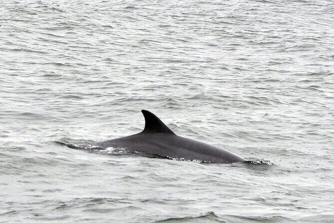 2 Hour Dolphin Watching Adventure in Calabash - Myrtle Beach’s Hidden Gem: The 2 Hour Dolphin Watching Adventure in Calabash