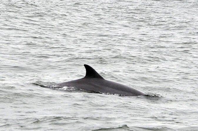 2 Hour Dolphin Watching Adventure in Calabash - The Sum Up