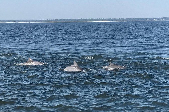 2 Hour Dolphin Watching Adventure in Calabash - FAQ