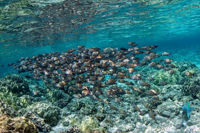 2-Hour Dolphin Watching and Double Reef with Snorkel in Hawaii - References