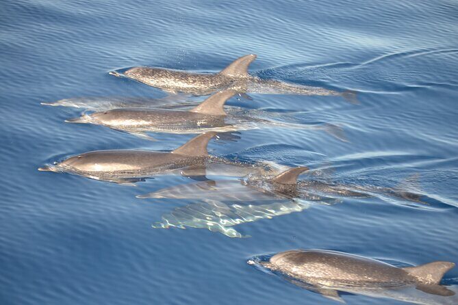 2-Hour Dolphin Watching Experience in Fuerteventura - An Honest Look at the Experience