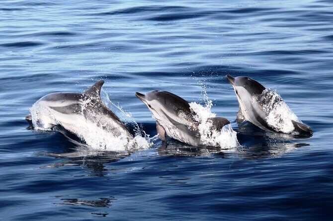 2-Hour Dolphin Watching Experience in Fuerteventura - The Value of This Tour