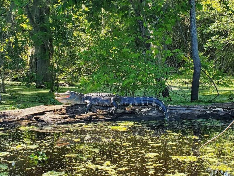 2-hour Eco-Swamp Tour - In-Depth Look at the 2-Hour Eco-Swamp Tour