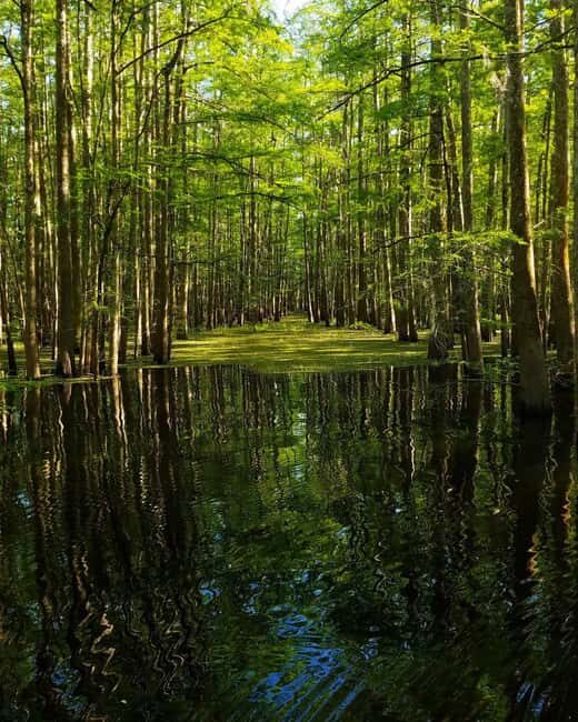 2-hour Eco-Swamp Tour - The Sum Up