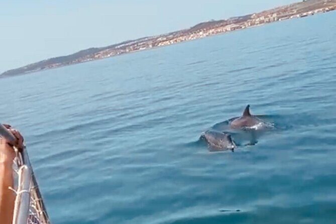 2-hour excursion in search of dolphins/drinks and snacks - Final Thoughts: Is It Worth It?