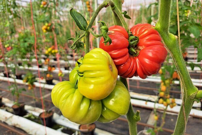 2-Hour Farm Experience in Gateway Yarra Valley - What to Expect from the 2-Hour Farm Experience
