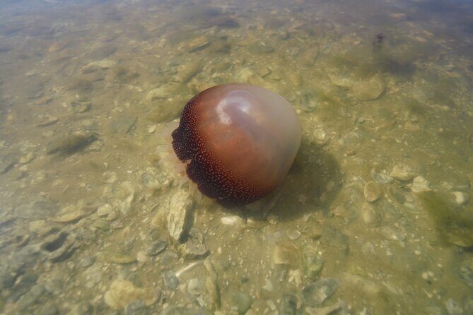 2-Hour Glass Bottom Guided Eco Tour in Flagler County-Small-group - Exploring the 2-Hour Glass Bottom Guided Eco Tour in Flagler County