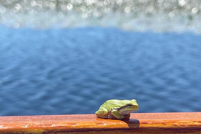 2 Hour Group Boat Trip in Skadar Lake - Key Points