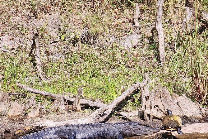 2 Hour Guided Clear Glass Bottom Kayak Tour Gilchrist Blue Spring - A Close Look at the 2-Hour Guided Clear Glass Bottom Kayak Tour