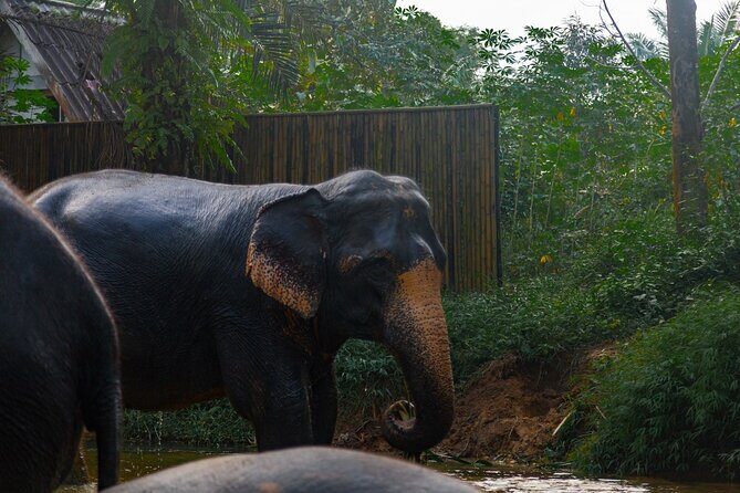 2-Hour Guided Eco-Tour & Transfer to Khaolak Elephant Sanctuary - A Deep Dive into the Experience
