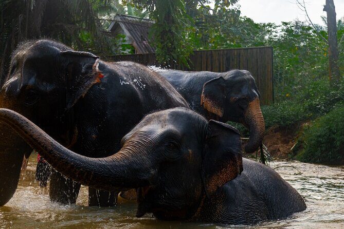 2-Hour Guided Eco-Tour & Transfer to Khaolak Elephant Sanctuary - Who Should Consider This Tour?