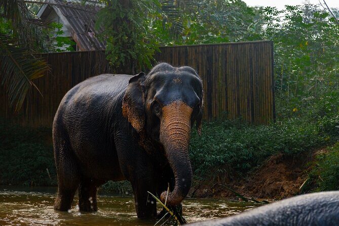 2-Hour Guided Eco-Tour & Transfer to Khaolak Elephant Sanctuary - Final Thoughts