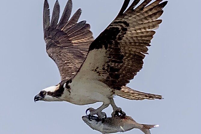 2 Hour Guided Kayak Tour in Cold Spring Harbor NY - FAQ