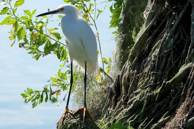 2 Hour Historical Wildlife Tour of the Chain of Lakes - Practical Details and What to Expect