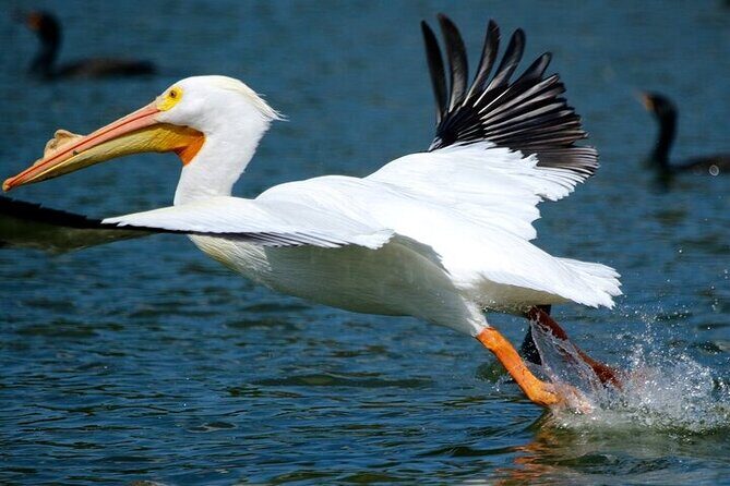 2 Hour Historical Wildlife Tour of the Chain of Lakes - Who Will Love This Tour?