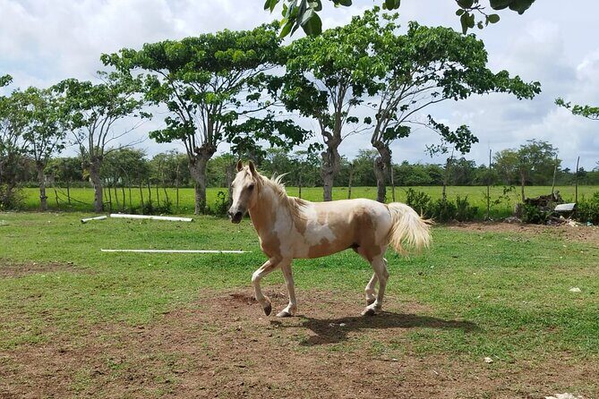 2-Hour Horseback Riding Tour at Sunset from Punta Cana - Final Thoughts