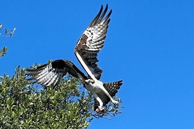 2- Hour Jungle Tour at Prehistoric Preserve Site in Fort Pierce - Exploring the Fort Pierce Jungle Tour in Detail