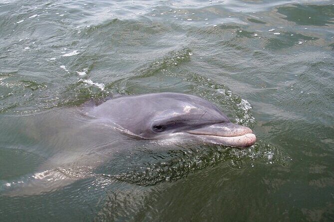 2 Hour Kayak Hilton Head Dolphin and Nature Tour - Who This Tour Is Perfect For