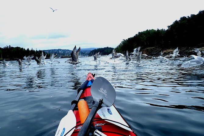 2- hour kayak trip on the Oslo Fjord - Who Should Consider This Tour?