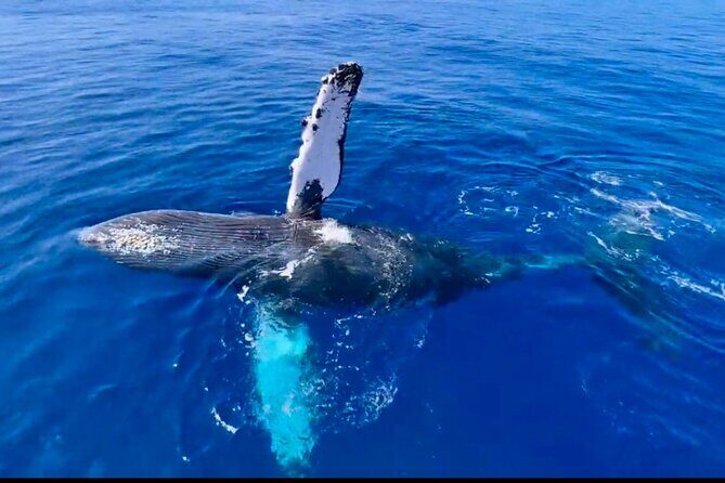 2 hour Lahaina Sunrise Whale Watch - Key Points