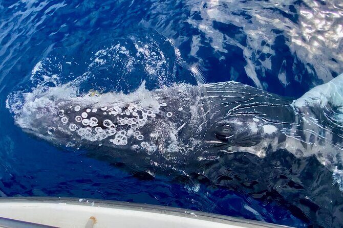 2 hour Lahaina Sunrise Whale Watch - Why This Tour Offers Great Value