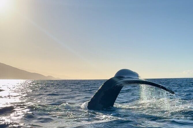 2 hour Lahaina Sunrise Whale Watch - FAQ