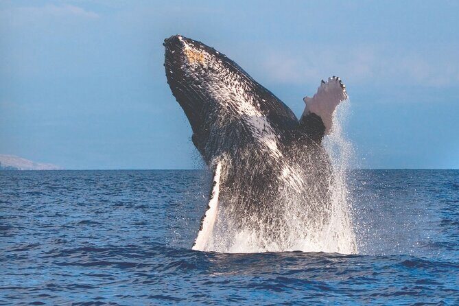 2-Hour Ma'alaea Humpback Whale Watching Cruise for up to 6 Guests - Frequently Asked Questions