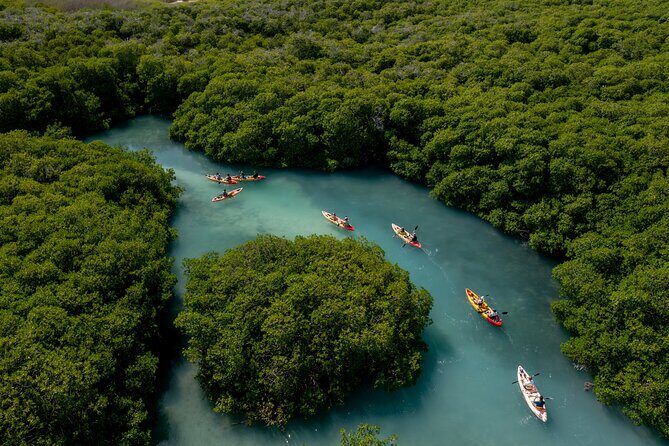 2 Hour Mangrove Kayak and Snorkel Tour - What the Itinerary Looks Like