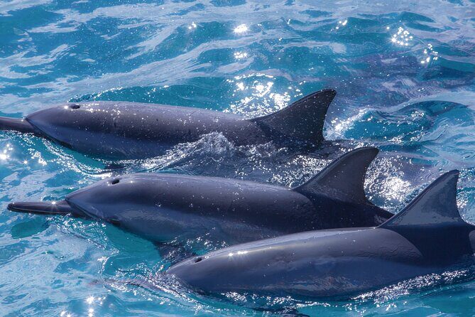 2 Hour Maui Dolphin Watch Sightsee Raft Tour (Semi-Private) - Final Thoughts: Who Will Love This Tour?