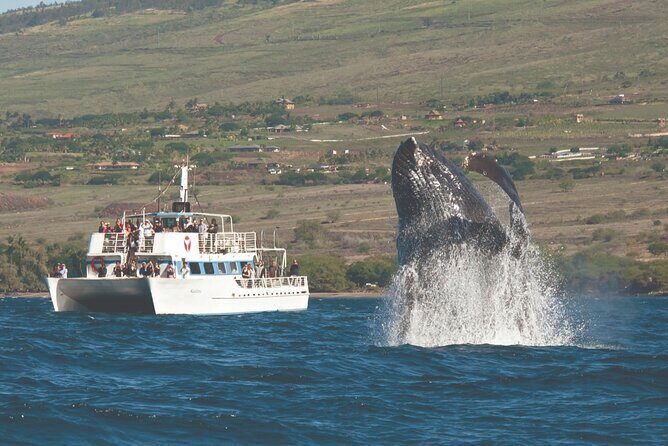 2-Hour Maui Whale Watch from Lahaina Harbor, Maui - Experience the Majesty of Maui’s Humpback Whales in Just Two Hours