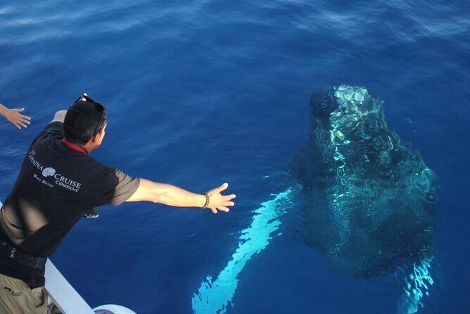 2-Hour Maui Whale Watch from Lahaina Harbor, Maui - Key Points