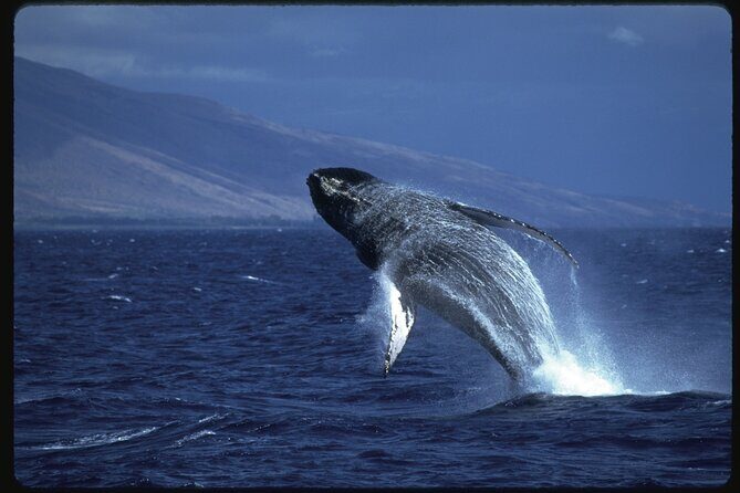 2-Hour Maui Whale Watch from Lahaina Harbor, Maui - Frequently Asked Questions