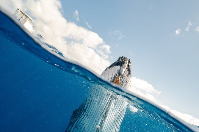 2-Hour Maui Whale Watch from Lahaina Harbor, Maui - Final Word