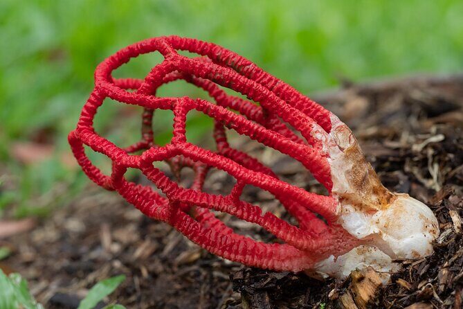 2-Hour Mushroom Photography Activity in Cairns Botanic Gardens - Discovering Cairns Botanic Gardens and Its Fungal Treasures