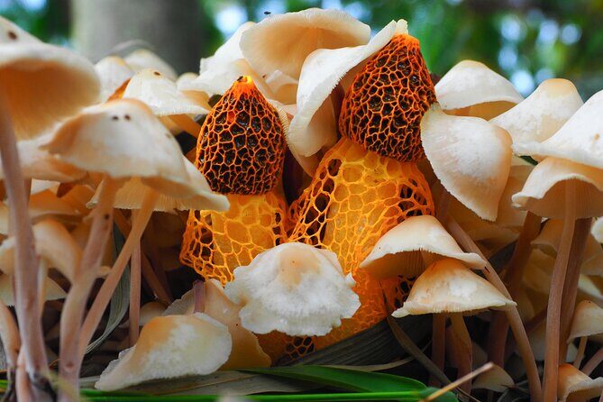 2-Hour Mushroom Photography Activity in Cairns Botanic Gardens - Final Thoughts