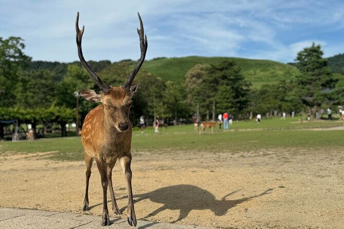 2-Hour Nara: Discover Every Bit of Tohdaiji-Temple Private Tour - Key Points