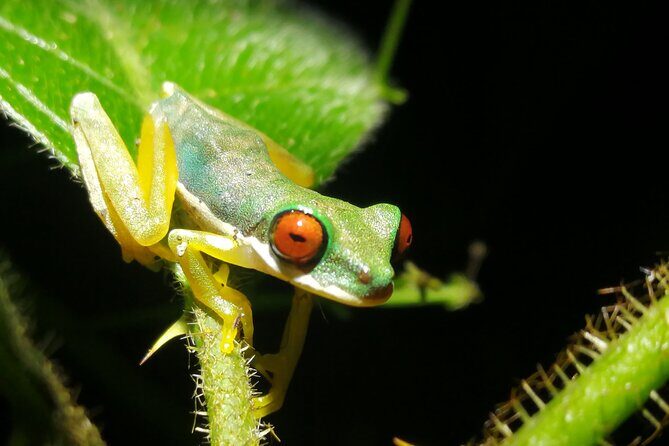 2 Hour Night Hike at Finca Lantana Monteverde - Key Points