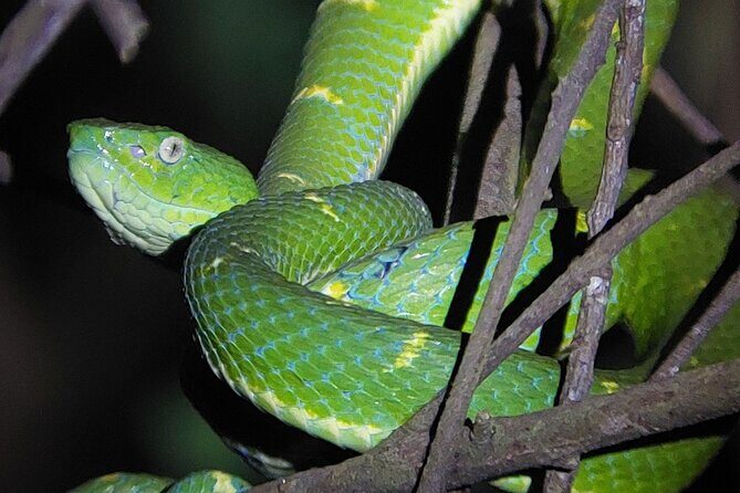 2 Hour Night Hike at Finca Lantana Monteverde - The Sum Up