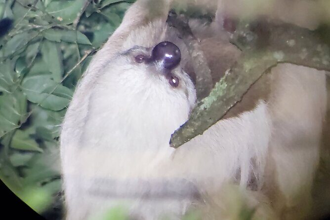 2 Hour Night Hike at Finca Lantana Monteverde - FAQ