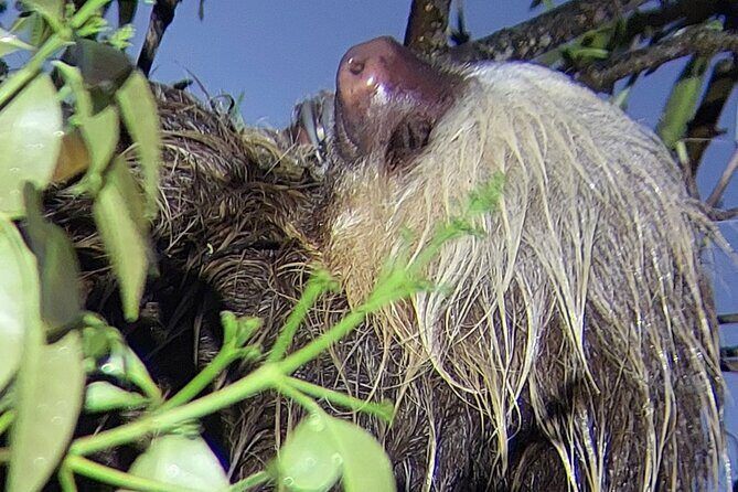 2 Hour Night Hike by Finca Lantana Monteverde - A Nighttime Adventure in Monteverde’s Forests