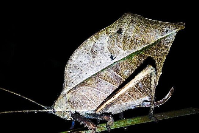 2 Hour Night Hike by Finca Lantana Monteverde - Exploring the Night in Monteverde