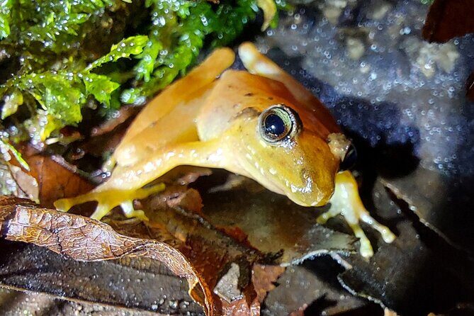 2 Hour Night Hike by Finca Lantana Monteverde - Who Will Love This Tour?