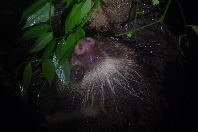 2 Hour Night Hike by Finca Lantana Monteverde - FAQ