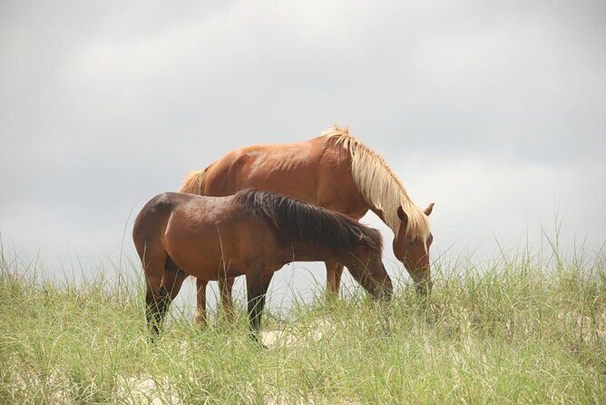 2-hour Outer Banks Wild Horse Tour by 4WD Truck - Authentic Experiences and Real Feedback