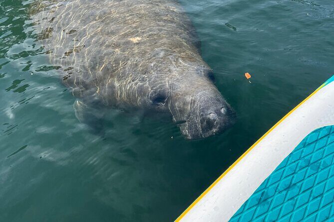 2 Hour Paddle Board Rental - Key Points