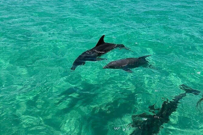 2 Hour Private Captained Crab Island Dolphin Tour in Destin - FAQs