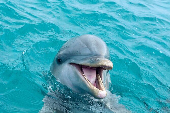 2 Hour Private Dolphin Sightseeing Tour - An In-Depth Look at the Dolphin Sightseeing Experience