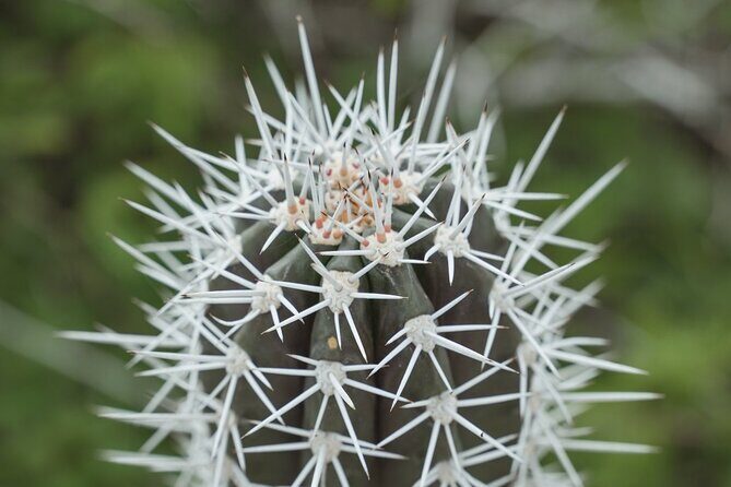 2 Hour Private Guided North Island Tour for singles or doubles - A Deep Dive into the Bonaire Private North Island Tour