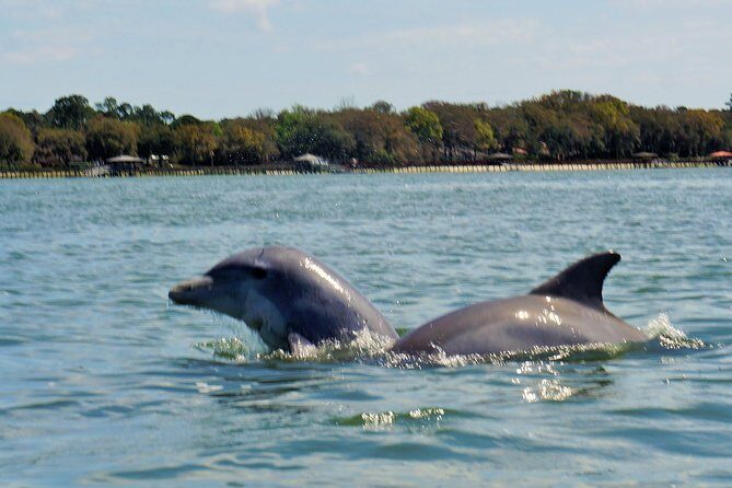 2-Hour Private Hilton Head Dolphin Watching Cruise - Frequently Asked Questions